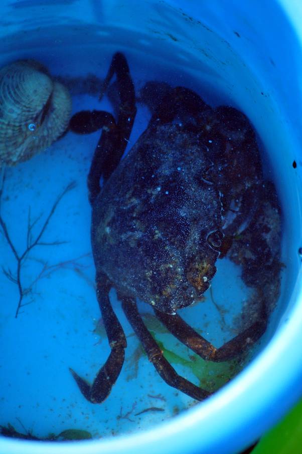  Crabe (13 août 2010)