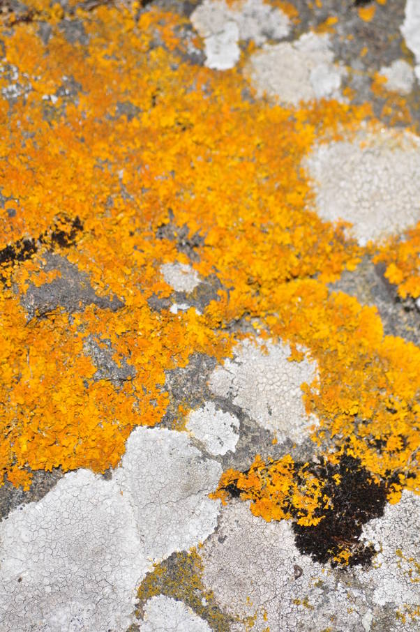  Lichen breton (11 août 2010)