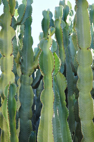  Cactus (29 octobre 2010)