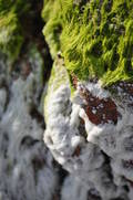  Algues (16 août 2010)