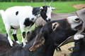  Coopération (18 août 2010)