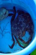  Crabe (13 août 2010)