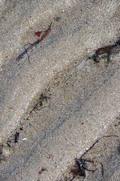  Sable (11 août 2010)