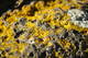  Lichen (24 octobre 2010)