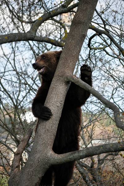  Ours au zoo de Skansen (27 avril 2012)