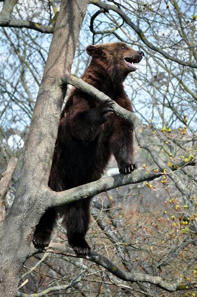  Ours au zoo de Skansen (27 avril 2012)