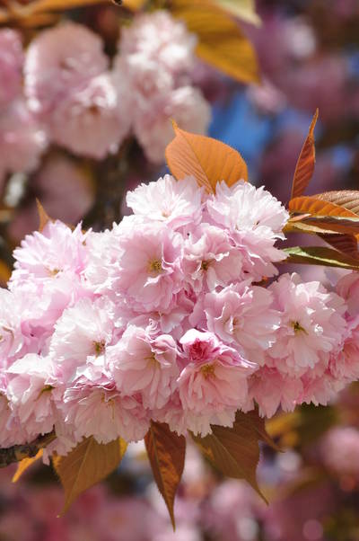  Floraison de printemps (24 avril 2013)