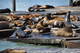  Lions de mer du Pier 39 à San Francisco (22 mai 2013)