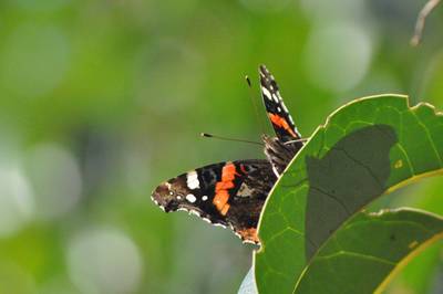  Papillon Vulcain du jardin (21 janvier 2014)