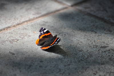  Papillon vulcain ( 1 août 2014)