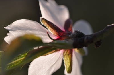  Fleur d’amandier ( 7 mars 2015)