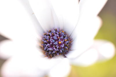  Fleur du jardin ( 7 mars 2015)