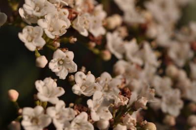  Fleurs du jardin ( 7 mars 2015)