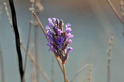  Lavande du jardin ( 7 mars 2015)