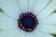  Fleur du jardin ( 7 mars 2015)