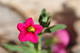  Fleur du jardin (18 avril 2015)