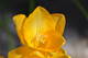  Freesia (26 mars 2015)
