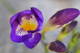  Freesia (26 mars 2015)
