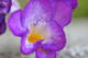  Freesia (11 avril 2015)