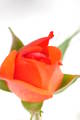  Rose ( 2 mai 2015)