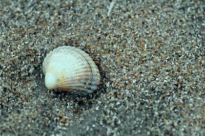  Coquillage sur la plage (29 juillet 2015)