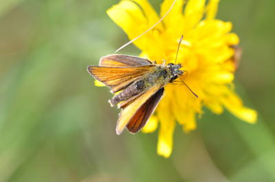  Papillon (31 juillet 2015)