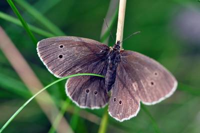  Papillon ( 1 août 2015)