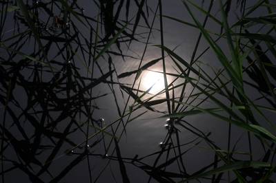  Reflets ( 4 août 2015)
