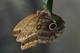  Caligo atreus au zoo de Randers Regnskov ( 8 août 2015)