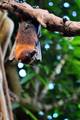  Chauve souris géante d’Inde ( 8 août 2015)