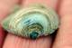  Coquillage (29 juillet 2015)