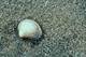  Coquillage sur la plage (29 juillet 2015)
