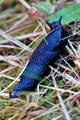  Faune danoise (29 juillet 2015)