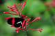  Papillon facteur au zoo de Randers Regnskov ( 8 août 2015)