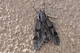  Sphinx du pin ( 5 septembre 2015)