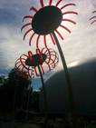  Tournesols géants de Seattle Center (11 septembre 2015)