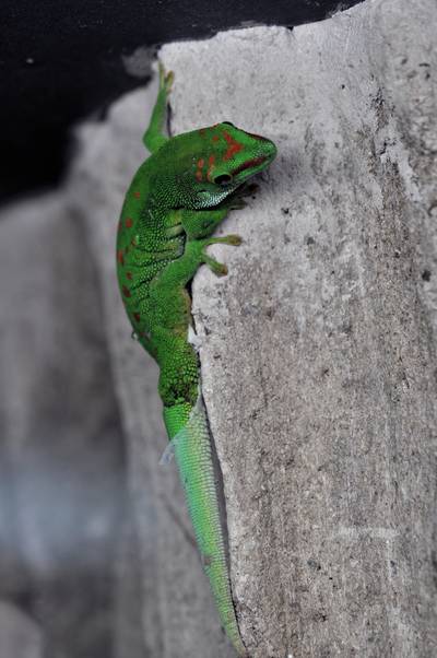  Gecko phelsuma madagascariensis (19 octobre 2015)