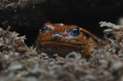  Grenouille tomate (dyscophus guineti) (19 octobre 2015)