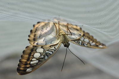  Papillon à l’acquarium de Gênes (19 octobre 2015)
