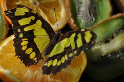  Papillon malachite (19 octobre 2015)