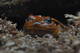  Grenouille tomate (dyscophus guineti) (19 octobre 2015)