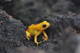  Phyllobate terrible (kokoï de Colombie) (19 octobre 2015)